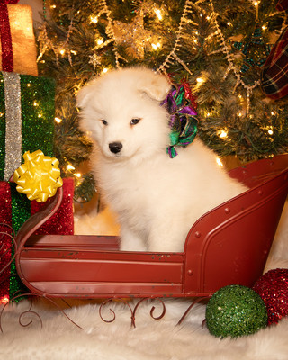 Tesser Litter Christmas 2023 8wks--21