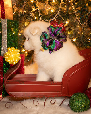 Tesser Litter Christmas 2023 8wks--23