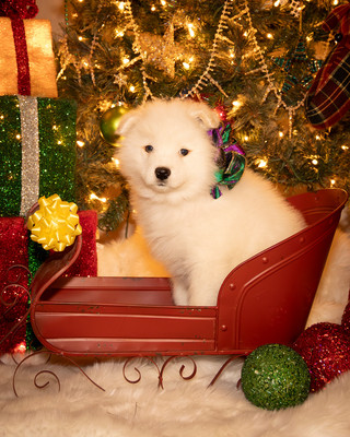 Tesser Litter Christmas 2023 8wks--22