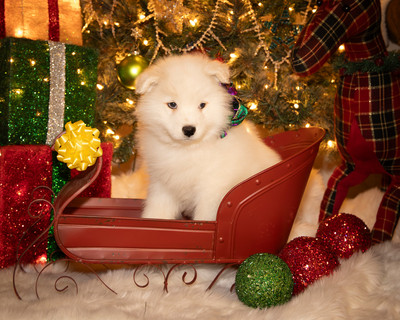 Tesser Litter Christmas 2023 8wks--24