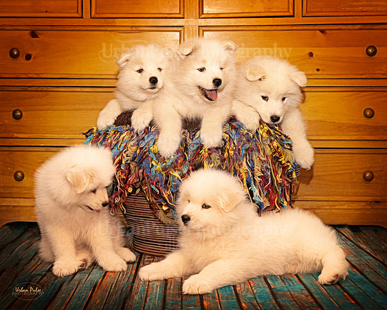 TESSER LITTER 8 WKS PORTRAIT