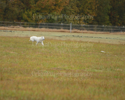 SCA2016_LURE COURSING-7370