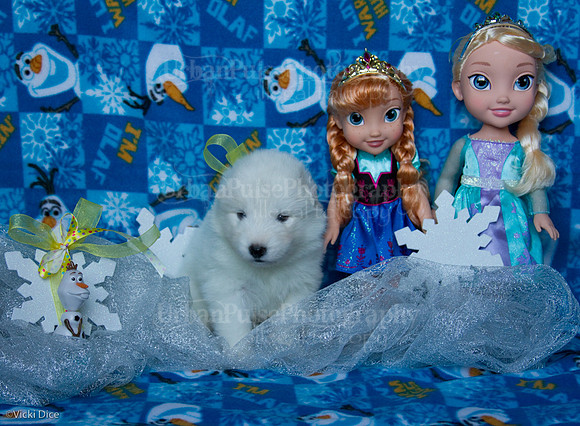 BoomerxPumaPups3wks-8301