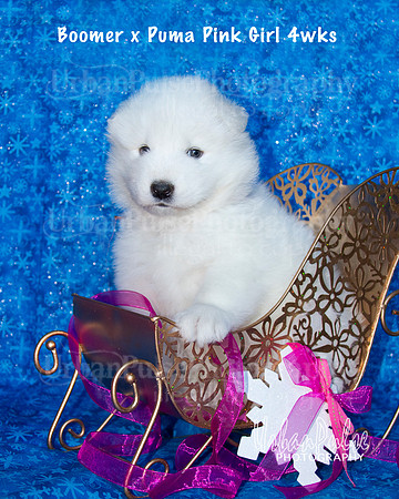 Boomer x Puma Pink Girl 4wks_9060