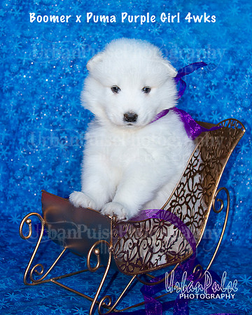Boomer x Puma Purple Girl 4wks_9066