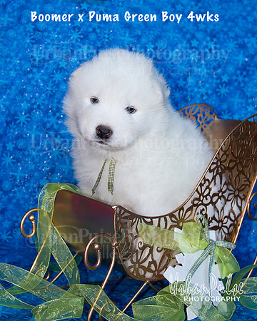 Boomer x Puma Green Boy 4wks_9089