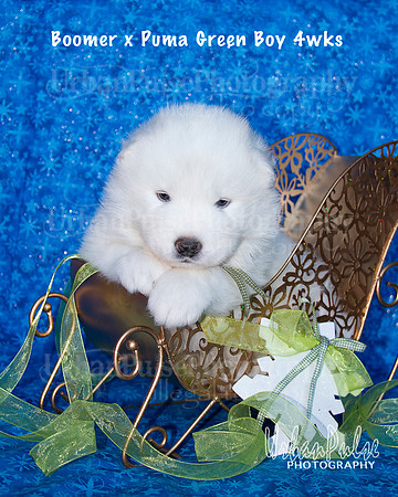 Boomer x Puma Green Boy 4wks_9087