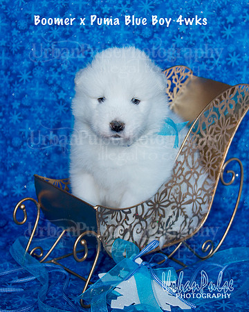 Boomer x Puma Blue Boy 4wks_9021