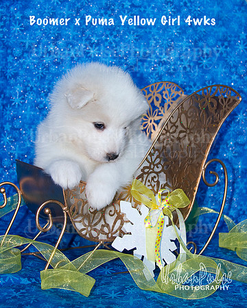 Boomer x Puma Yellow Girl 4wks_9035