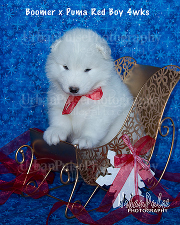 Boomer x Puma Red Boy 4wks_9017