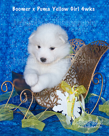 Boomer x Puma Yellow Girl 4wks_9034