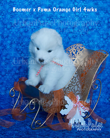 Boomer x Puma Orange Girl 4 wks_9009
