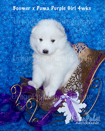 Boomer x Puma Purple Girl 4wks_9076