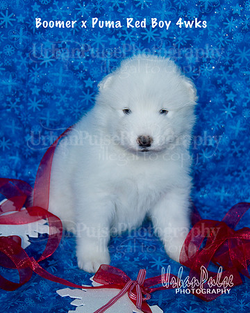 Boomer x Puma Red Boy 4wks_8991