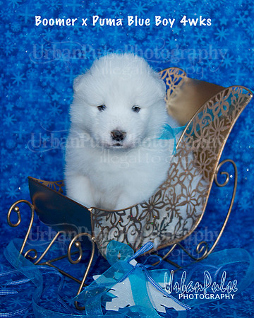 Boomer x Puma Blue Boy 4wks_9020