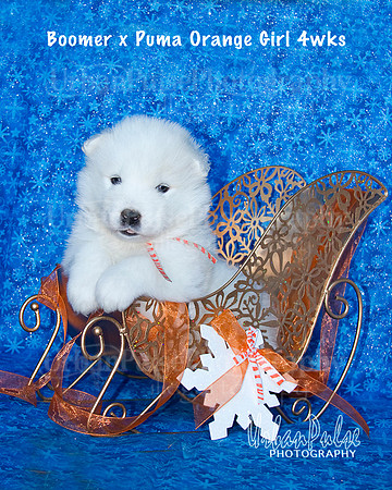 Boomer x Puma Orange Girl 4wks_9001