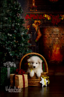 BOOMERXPUMA6WKSHOLIDAY-9527