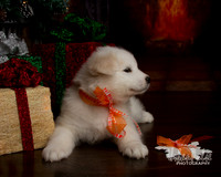 BOOMERXPUMA6WKSHOLIDAY-9541