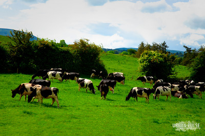 Ireland_3683