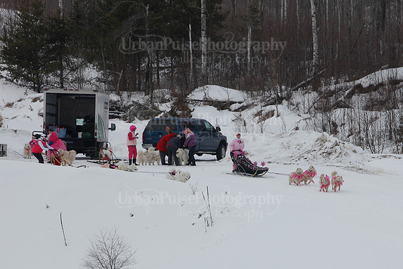 MUSHFORACURE2013-1382