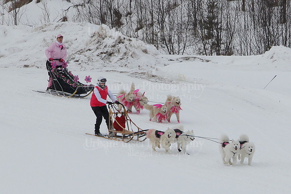 MUSHFORACURE2013-1392