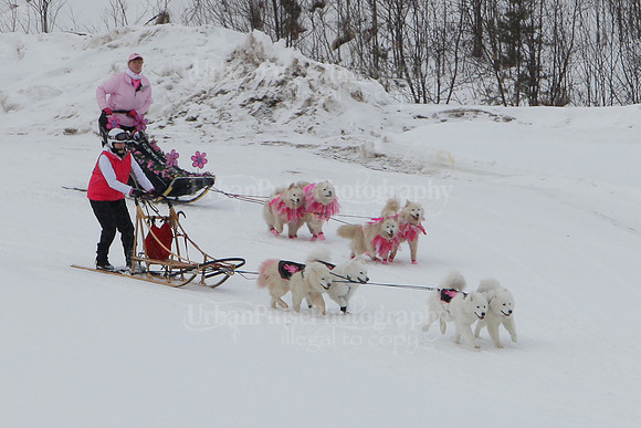 MUSHFORACURE2013-1391