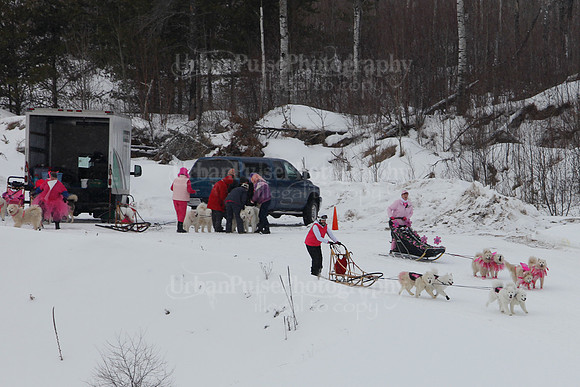 MUSHFORACURE2013-1389