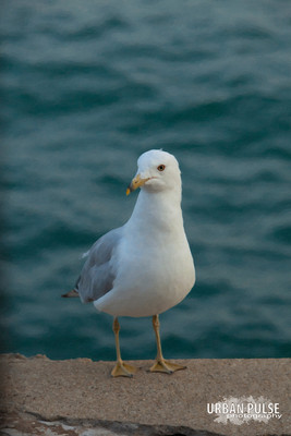 Chicago_3571