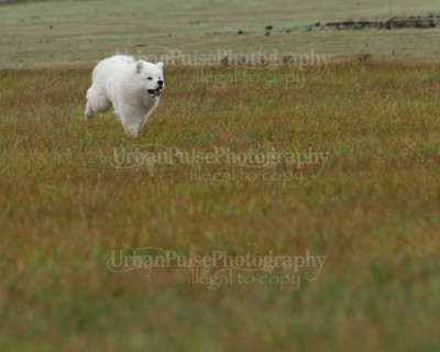 SCA2016_LURE COURSING-7581