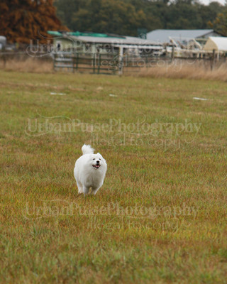 SCA2016_LURE COURSING-7554