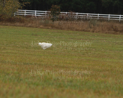 SCA2016_LURE COURSING-7608