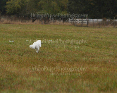 SCA2016_LURE COURSING-7653