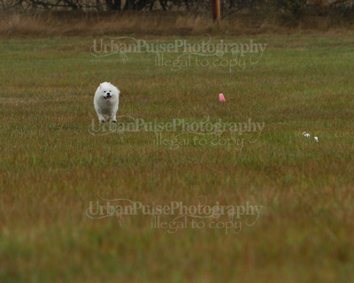 SCA2016_LURE COURSING-7616