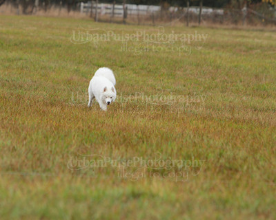 SCA2016_LURE COURSING-7743