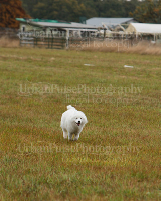 SCA2016_LURE COURSING-7555