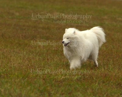 SCA2016_LURE COURSING-7282