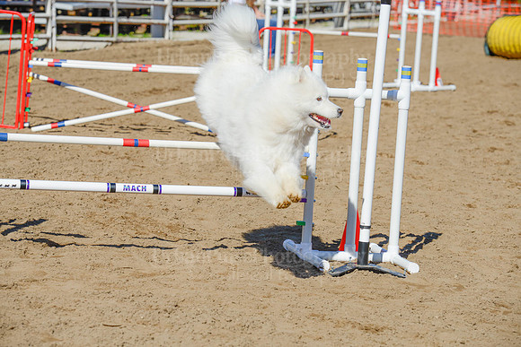 AGILITY-2068