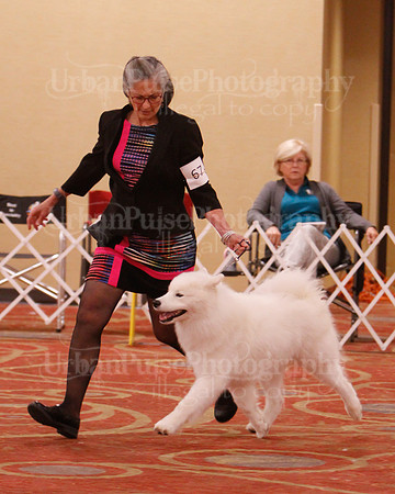 SCA2019 D BRED BY-9628