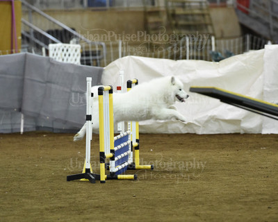 SCA2016_AG MON STD NOVICE-1083