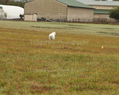 SCA2016_LURE COURSING-7276