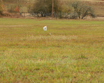SCA2016_LURE COURSING-7342