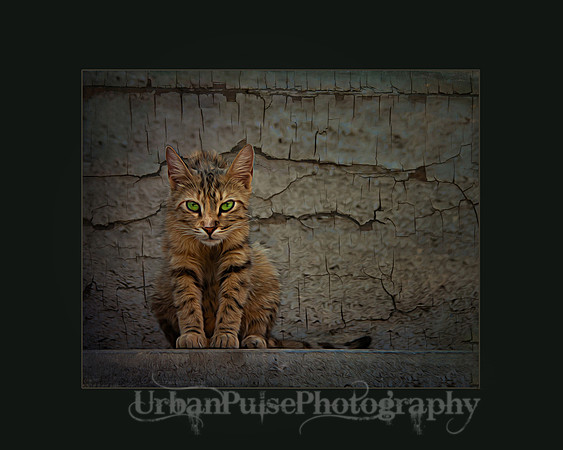 "Neighborhood Bully" 2021 International Print Award - PPA