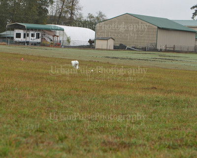 SCA2016_LURE COURSING-7784