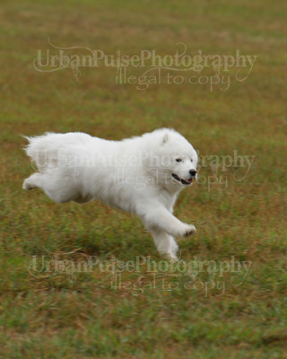 SCA2016_LURE COURSING-7560