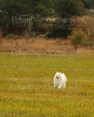 SCA2016_LURE COURSING-7294