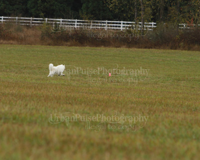 SCA2016_LURE COURSING-7604