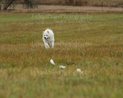 SCA2016_LURE COURSING-7630
