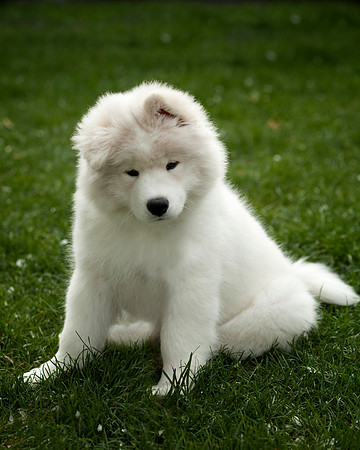 GreenBoy_10wks_16x20_0565