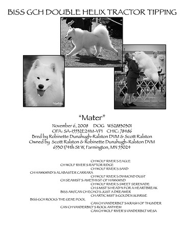 MATER PEDIGREE BOOK