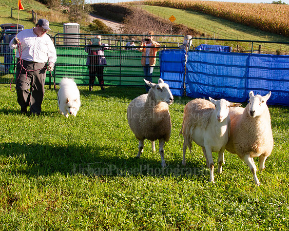 SCA2019_HERDING-0599